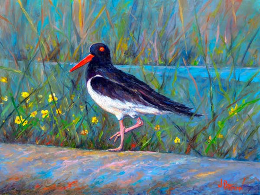 Oyster Catcher
