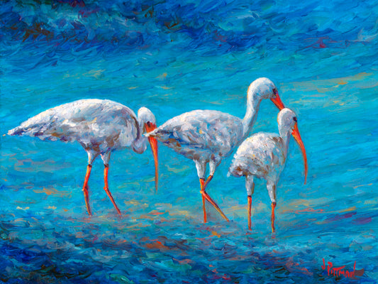 Three Ibises